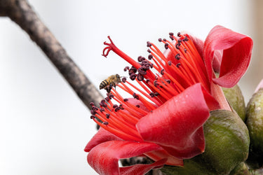 10 RED SILK COTTON Tree Bombax Ceiba Kapok Tropical Flower Seeds